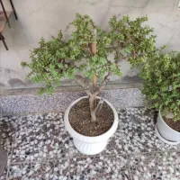 بونسای کراسوالا خرفه ای|گل و گیاه طبیعی|قم, هفت تیر|دیوار