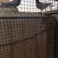 دوتا جوجه پلاکی