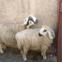 میش و بره درجه یک برا داشت
