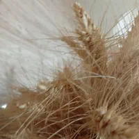 گندم بذری پیشگام بوجاری شوده|گل و گیاه طبیعی|سجاس رود, |دیوار