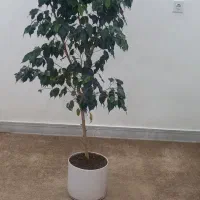 گل بنجامین بلک