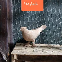 کفتر یا کبوتر مفت سواکن جداکن|پرنده|قم, سعادتی|دیوار