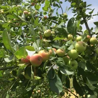 باغ دینور روستای کرج|فروش زمین و ملک کلنگی|دینور, |دیوار