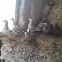 کبوتر ۸ عدد نامبر