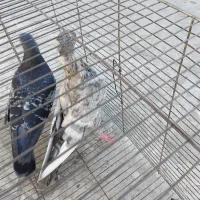 کبوتر فروشی|پرنده|شیروان (خراسان), |دیوار