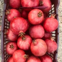 انار رباب یه جا 700کیلو