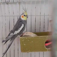 فروش عروس هلندی و مرغ عشق و قفس با هم|پرنده|ایلام, |دیوار