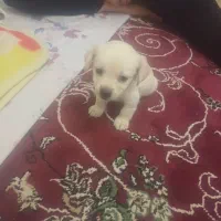 پامر نر