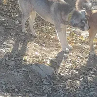 واگذاری سگ صحرایی