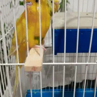 مرغ عشق جفت مولدبا قفس