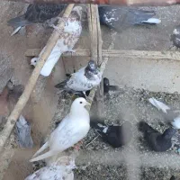 پنج عدد کفتر باهم شیصد هزارتومان