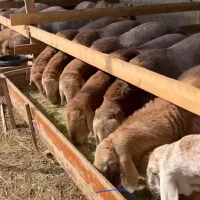 گوسفند زنده بشرط گوشت جگر سالم برای قربانی کردن