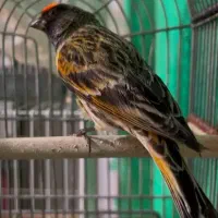 سیره گلبسر نر مست مست روانی