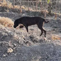 سگ فروشی|سگ|تربتحیدریه, پائین ولایت|دیوار