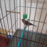 سهره قناری بشرط نر