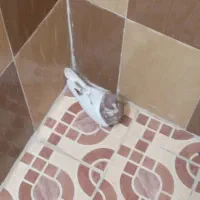 سینه ای،دم سفید