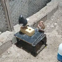 کبوتر