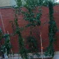 همکف-حیاط-دار-لوکس-در-عطار