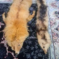 روباه دباغی شده|صنایع دستی و سایر لوازم تزئینی|باقرشهر, |دیوار