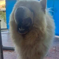 چاوچاو|سگ|تهران, زیبادشت|دیوار