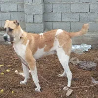 سگ الابای جوان ۸ ماهه|حیوانات|گمیشان, |دیوار