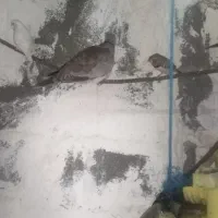 کبوتر زینتی|پرنده|بندر دیر, |دیوار