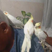 عروس هلندی|پرنده|تربت جام, معدآباد|دیوار