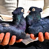 کبوتر کفتر زاغ قیل سیاه سرخ سوسنی واکسی چشم نوک