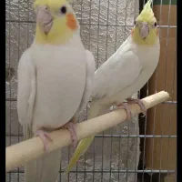 چن عدد عروس هلندی تک نر و ماده بالغ|پرنده|قم, نوبهار|دیوار