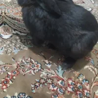 خرگوش بازیگوش|موش و خرگوش|بیرجند, |دیوار