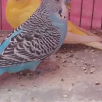 مرغ عشق انگلیسی|پرنده|رفسنجان, |دیوار