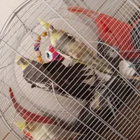 طوطی عروس هلندی جفت وایت فیس ابلق سینامون لوتینو|پرنده|رشت, سلیمانداراب|دیوار