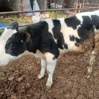 گوساله نر جوانه