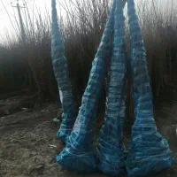 ارسال نهال با معتبر ترین نهالستان (تیپاکس)