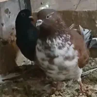 خرید کبوتر نر