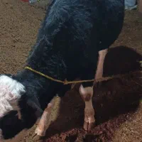 یک راس گوساله نر سیمینتال|حیوانات مزرعه|لیلان, |دیوار