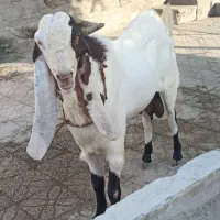 پاچن اصل از نژاد گلابی و بیله|حیوانات مزرعه|چابهار, |دیوار