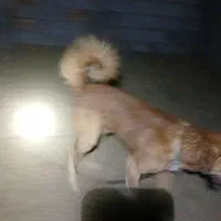 سگ فروشی|سگ|خوسف, |دیوار