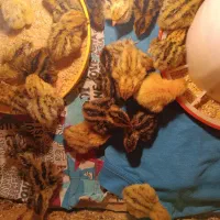 بلدرچین گوشتی