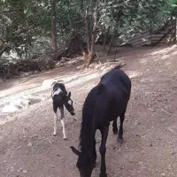 مادیان و کره(نریان)