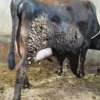 گاو جرسی شیری|حیوانات مزرعه|مهربان, |دیوار