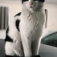 مژدگانی فوق العاده