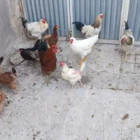 خروس|پرنده|گلپایگان, |دیوار