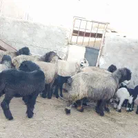 میش وبره ترکی بختیاری روزگاری|حیوانات مزرعه|کربال, |دیوار