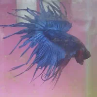 فایتر وارداتی سوپر