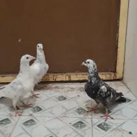 جوجه سار سرور سینه سرخ سبز زاغ سوسکی دمسفید