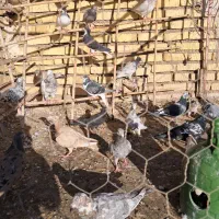 کبوتر|پرنده|تاکستان, |دیوار