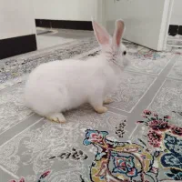 خرگوش سفید|موش و خرگوش|میاندوآب, |دیوار