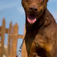 دوبرمن سگ نگهبان گارد روتوایلر