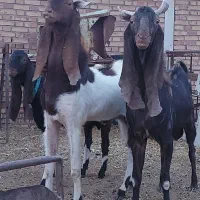 نر بز پاکستانی اصیل
